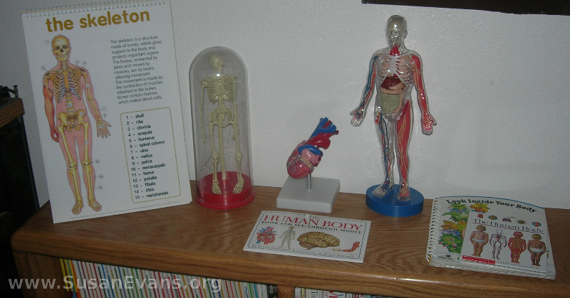 anatomy-display