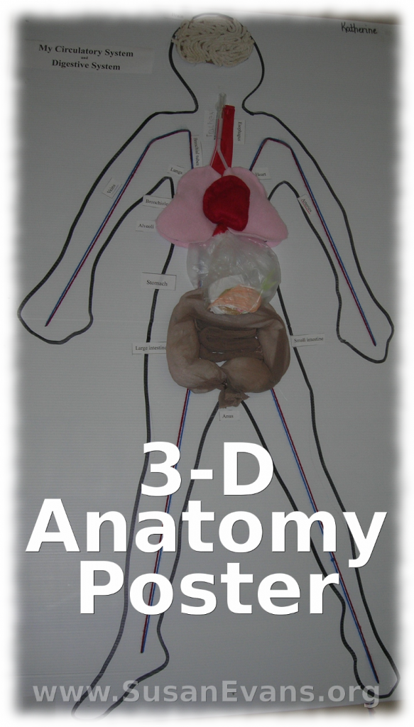 anatomy-poster