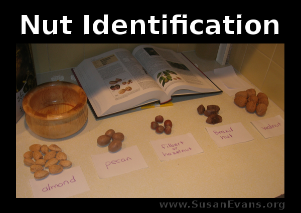 nut-identification