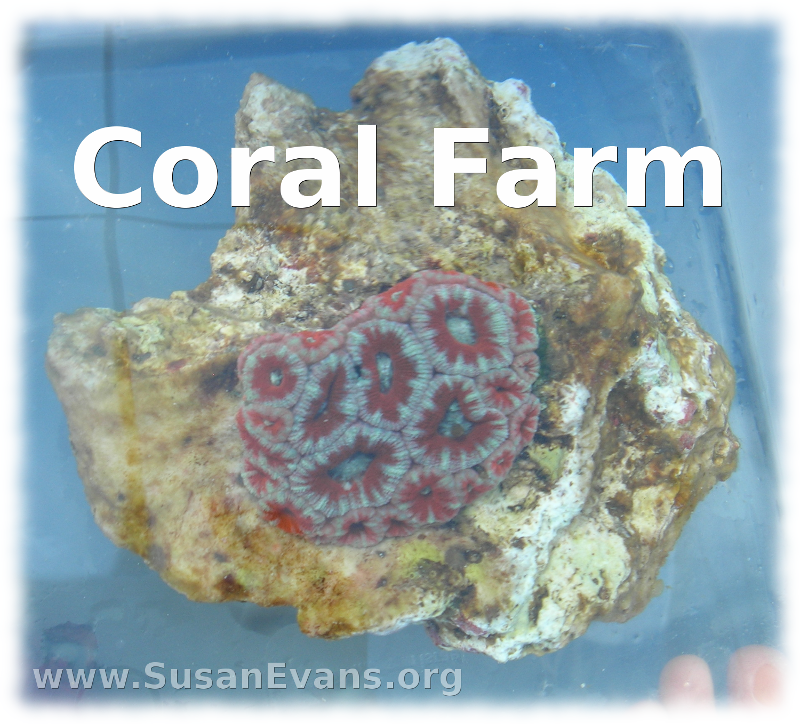 coral-farm