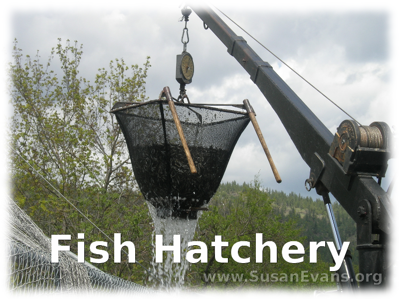 fish-hatchery