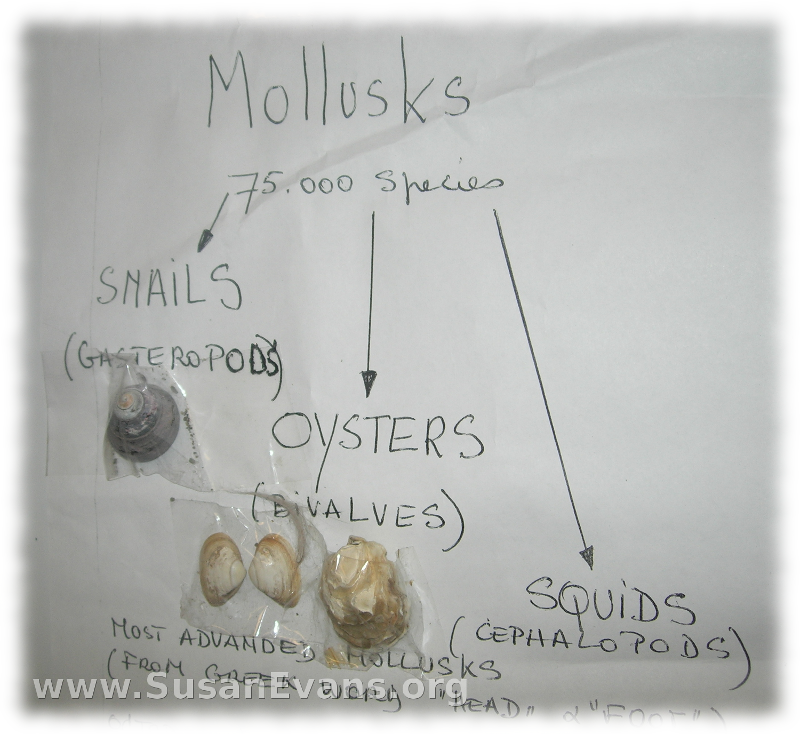 mollusk-chart
