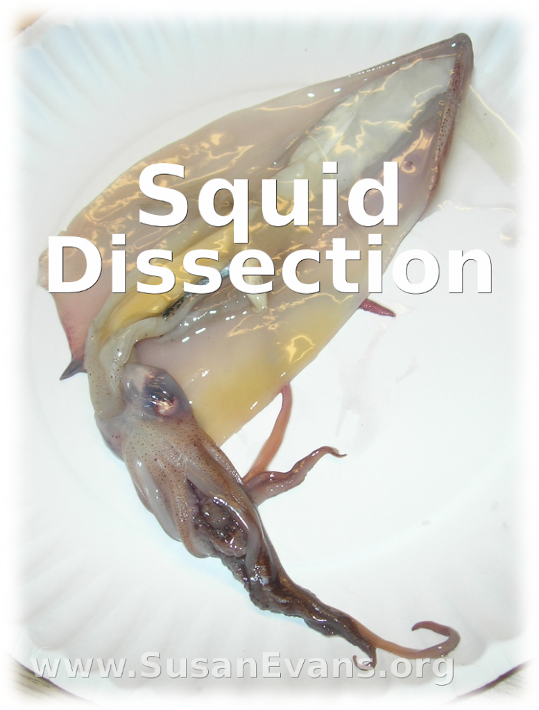 squid-dissection