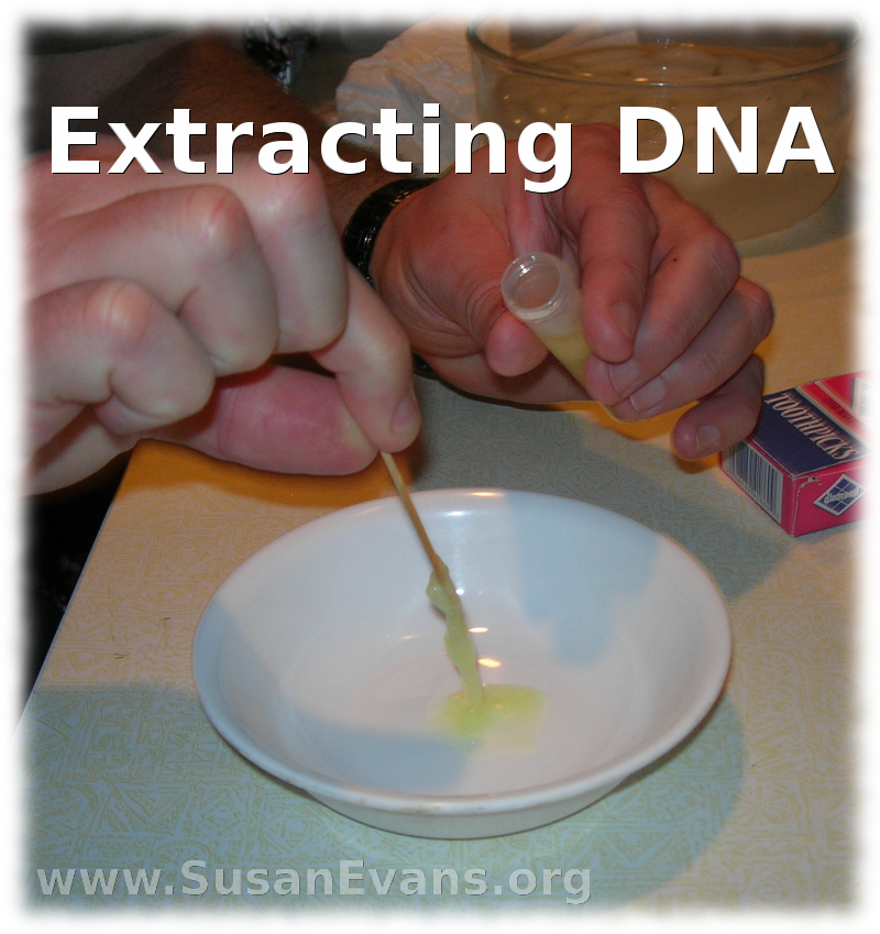 extracting-DNA