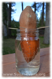 growing-a-sweet-potato-in-water