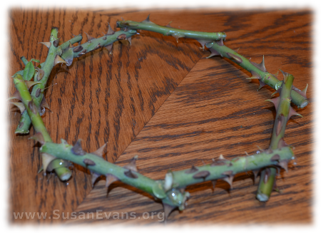 crown-of-thorns