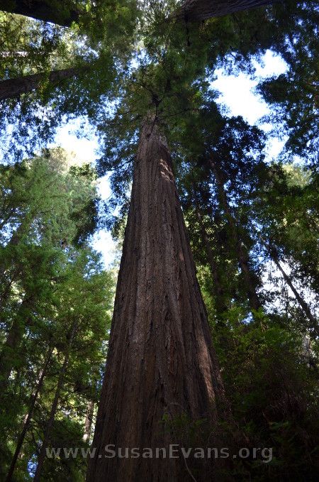 giant-redwoods
