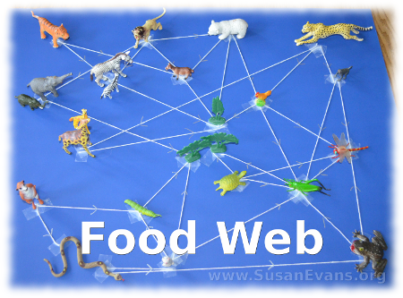 food-web-activity
