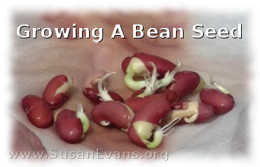 growing-a-bean-seed