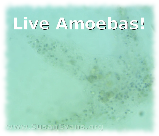 order-live-amoebas