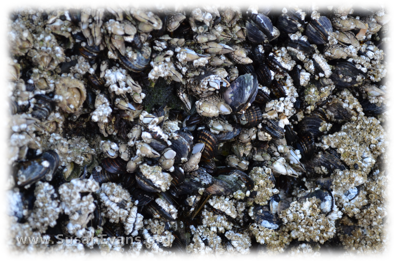 barnacles-at-cannon-beach