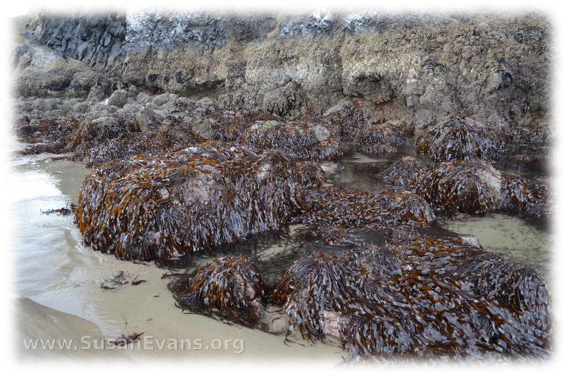 kelp-of-cannon-beach
