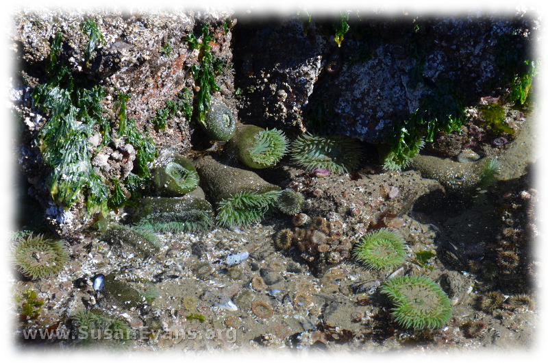 tide-pools-of-cannon-beach-2