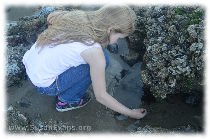 tide-pools-of-cannon-beach-3