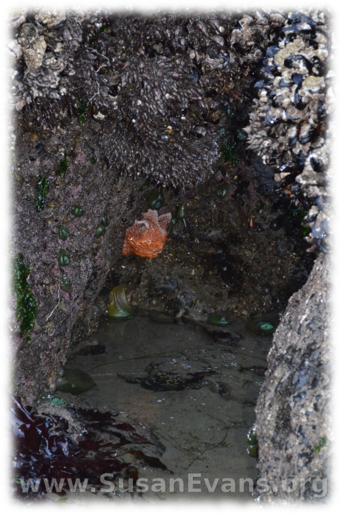 tide-pools-of-cannon-beach-4
