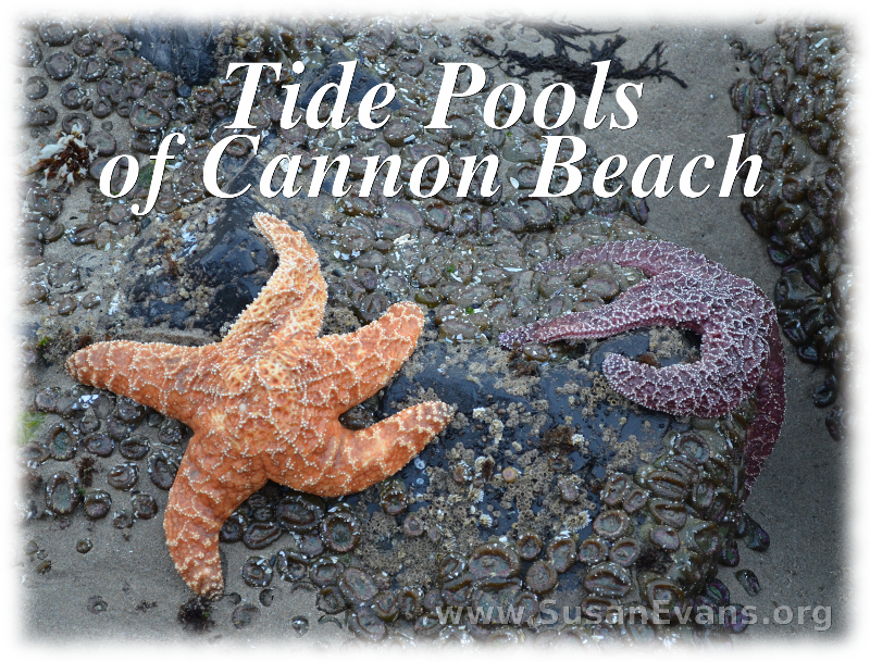 tide-pools-of-cannon-beach