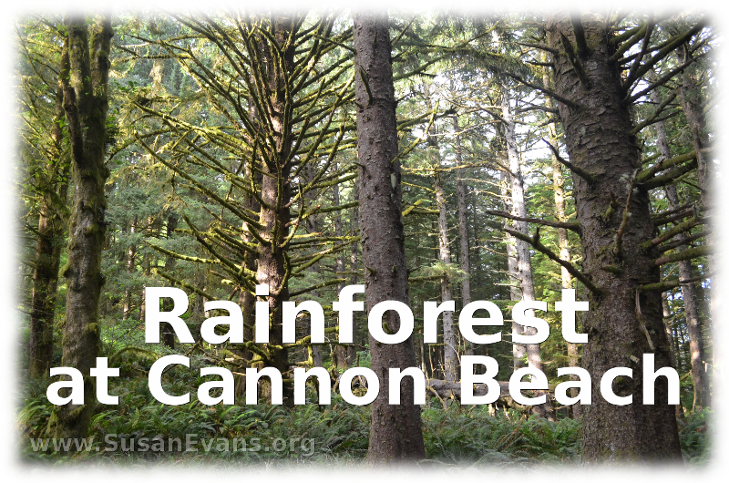 rainforest-at-cannon-beach