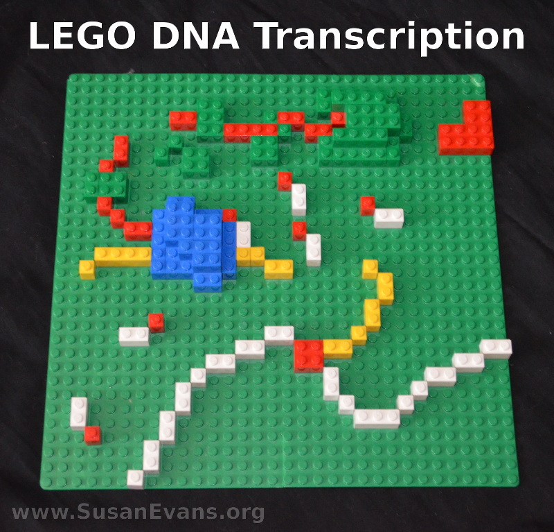 LEGO-DNA-Transcription