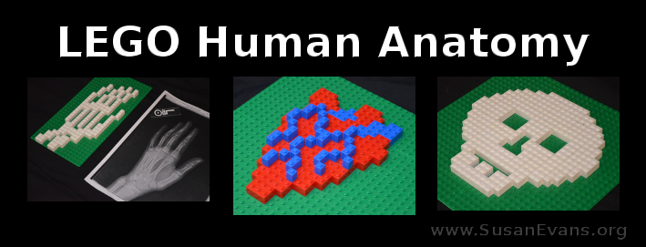 LEGO-human-anatomy