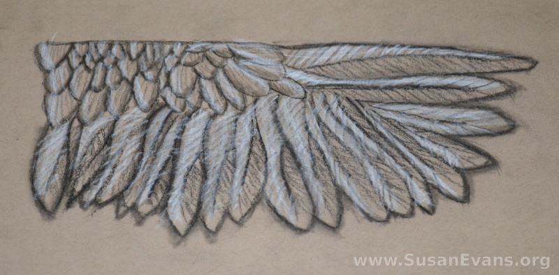 charcoal-wing