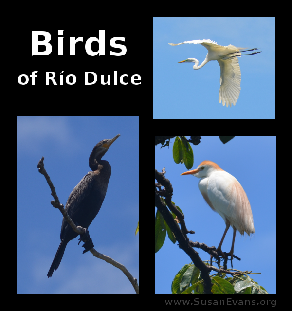 birds-of-rio-dulce