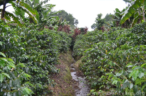 coffee-plantation-guatemala