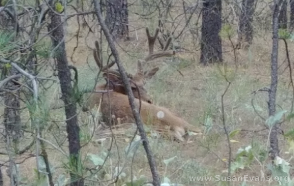 deer-with-antlers