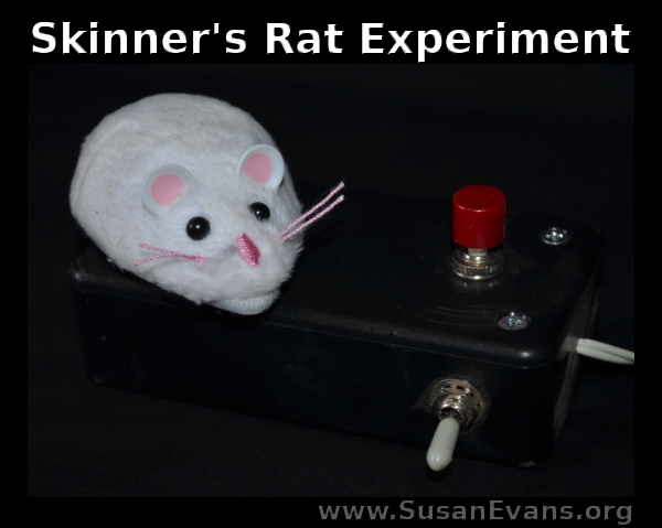 skinners-rat-experiment